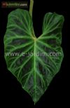 Philodendron verrucosum / filodendro-de-haste-peluda